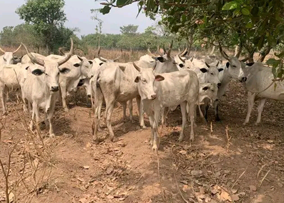 Livestock-560x400